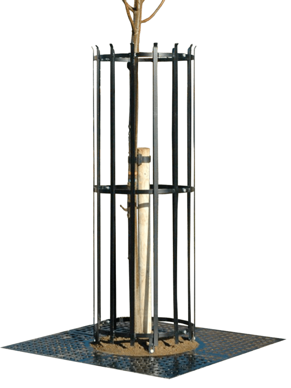 Corset d'arbre Poplar – Image 2